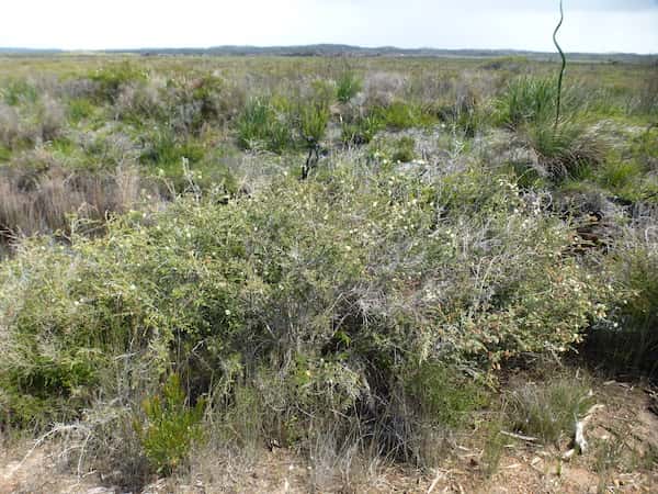 Melaleuca incana photo