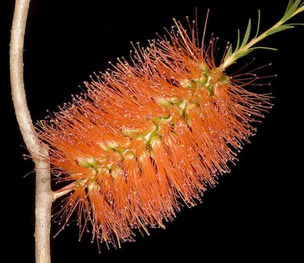 Melaleuca lateritia photo