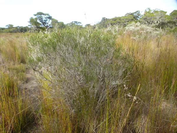 Melaleuca lateritia photo