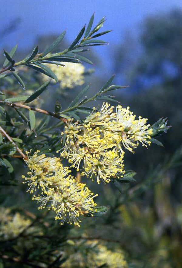 Melaleuca leiocarpa photo