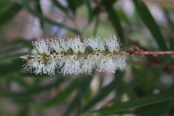 Melaleuca leucadendra photo