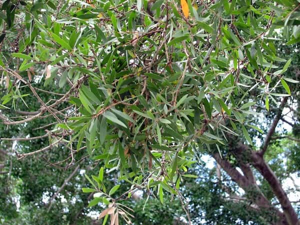 Melaleuca leucadendra photo