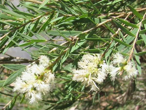 Melaleuca linariifolia photo