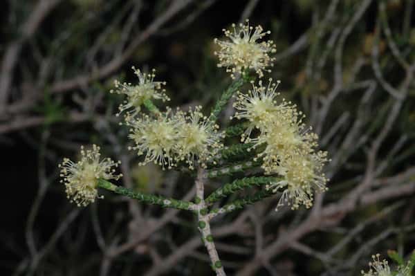 Melaleuca micromera photo