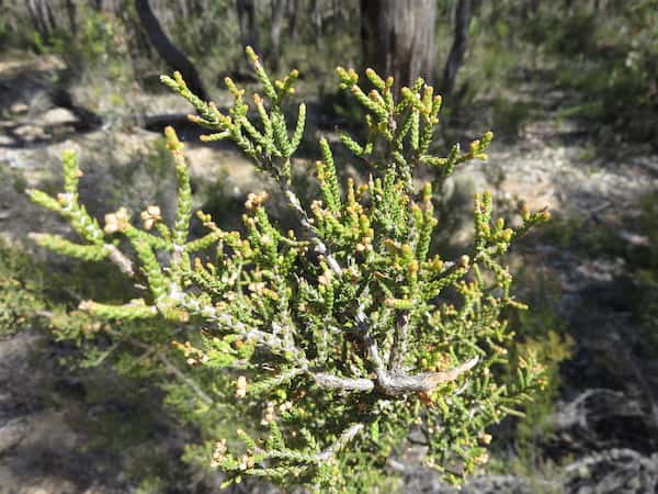 Melaleuca micromera photo