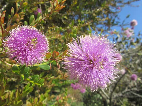 Melaleuca nesophila photo