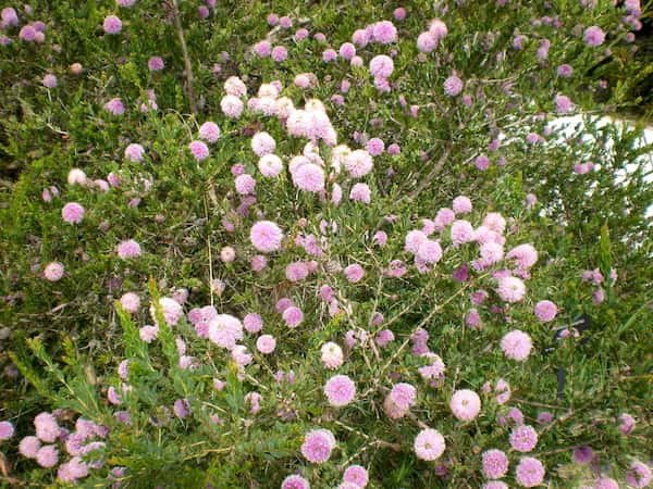 Melaleuca nesophila photo