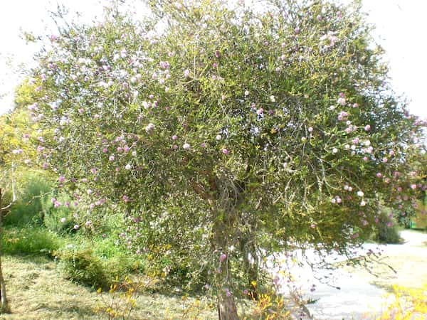 Melaleuca nesophila photo