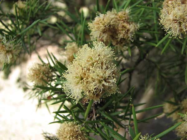 Melaleuca nodosa photo