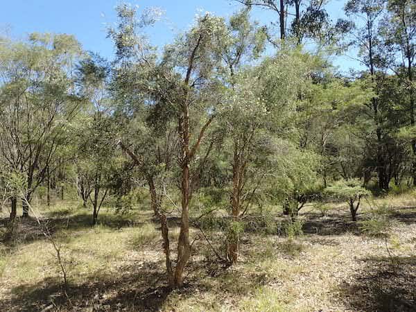 Melaleuca nodosa photo