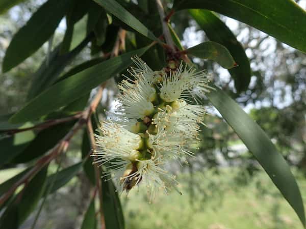 Melaleuca quinquenervia photo