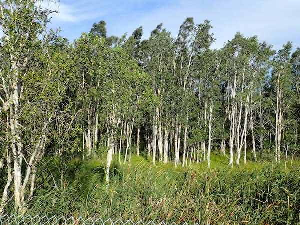 Melaleuca quinquenervia photo