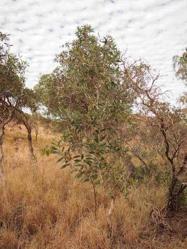 Melaleuca quinquenervia photo