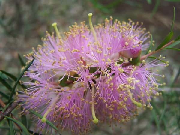 Melaleuca radula photo