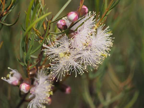 Melaleuca radula photo