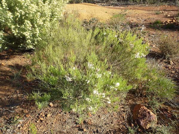 Melaleuca radula photo