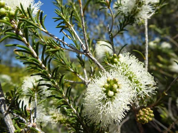 Melaleuca rhaphiophylla photo