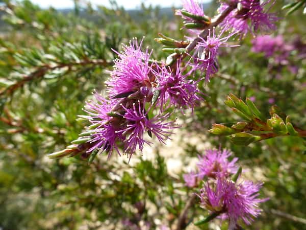 Melaleuca scabra photo