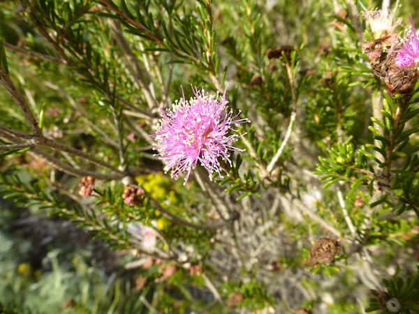 Melaleuca scabra photo