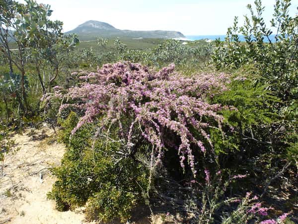 Melaleuca scabra photo