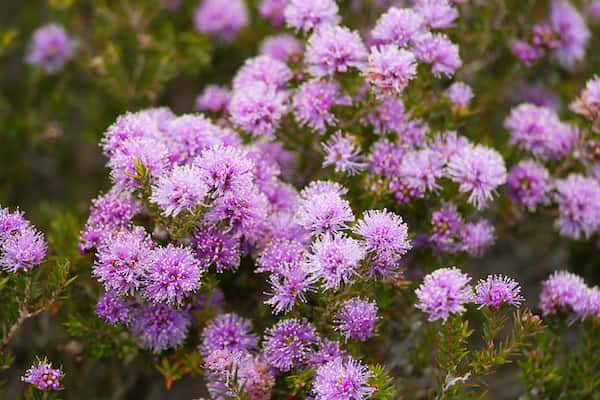 Melaleuca squamea photo