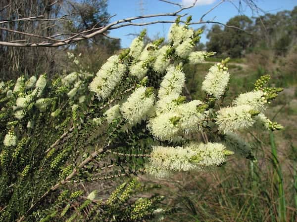 Melaleuca squarrosa photo