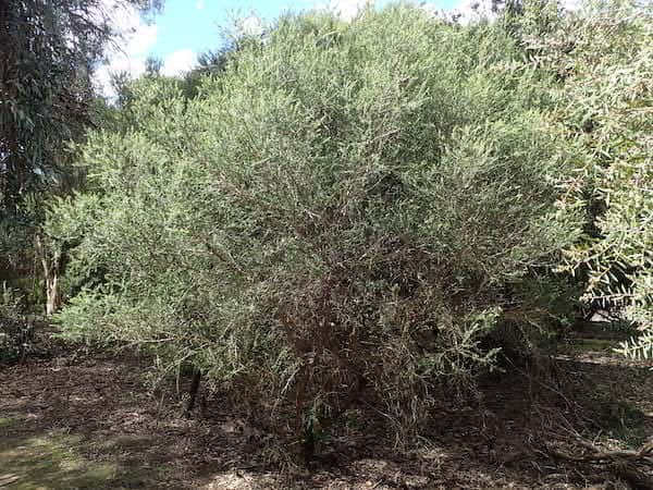 Melaleuca squarrosa photo