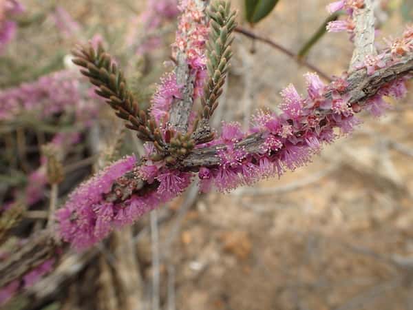 Melaleuca suberosa photo