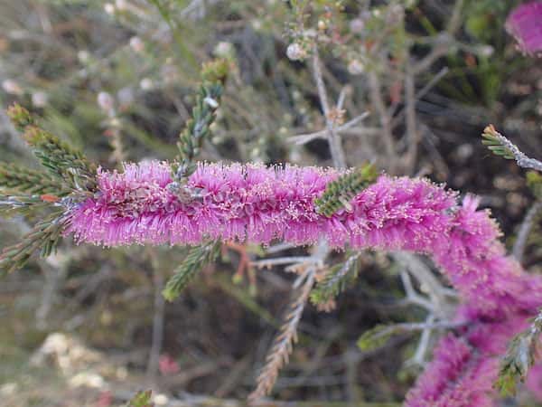 Melaleuca suberosa photo