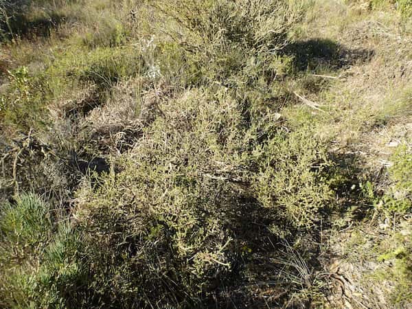 Melaleuca suberosa photo