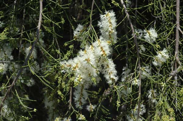 Melaleuca tamariscina photo