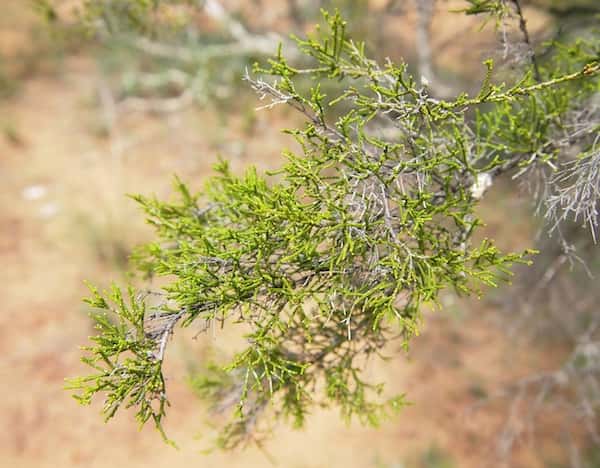 Melaleuca tamariscina photo