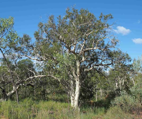 Melaleuca tamariscina photo