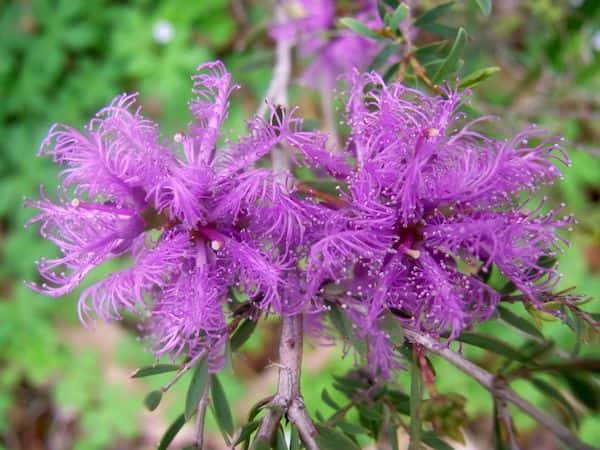 Melaleuca thymifolia photo