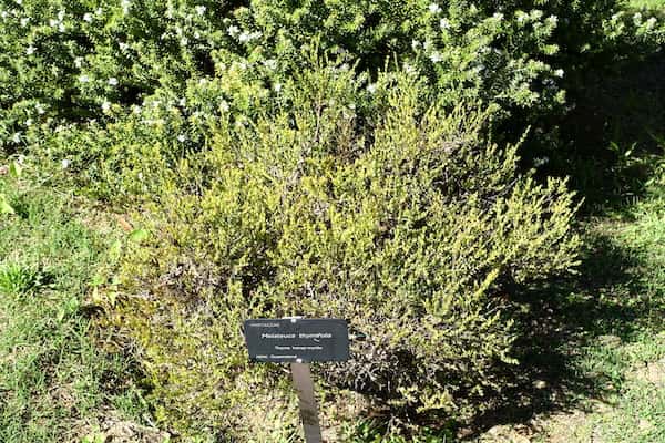 Melaleuca thymifolia photo