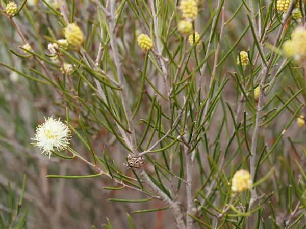 Melaleuca uncinata photo