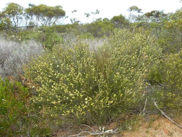 Melaleuca uncinata photo