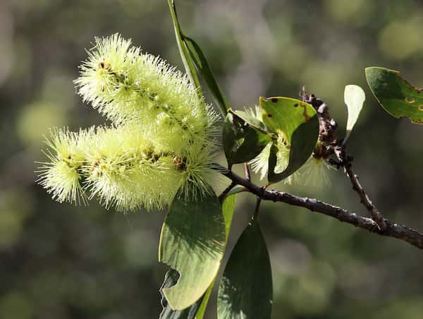 Melaleuca viridiflora photo