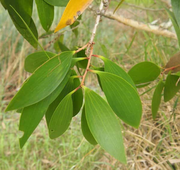 Melaleuca viridiflora photo