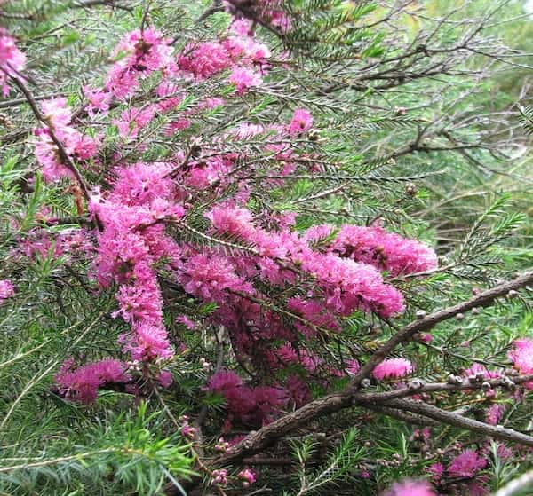 Melaleuca wilsonii photo