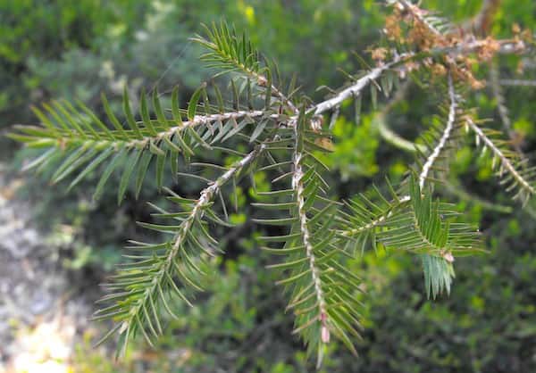 Melaleuca wilsonii photo