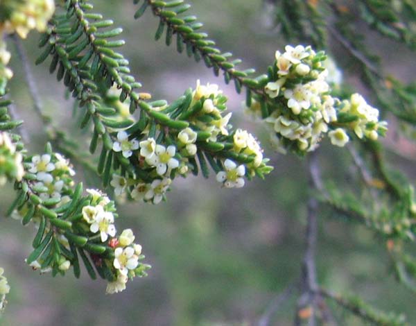 Micromyrtus leptocalyx photo