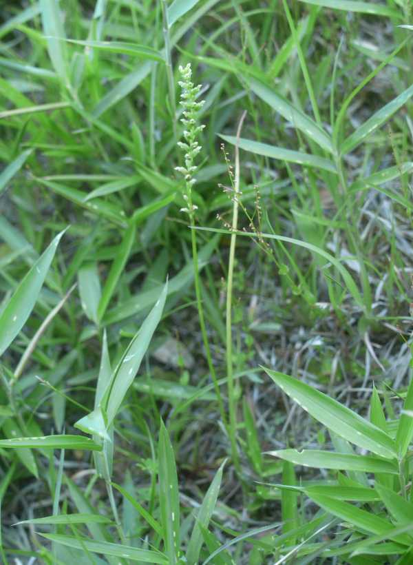 Microtis unifolia photo