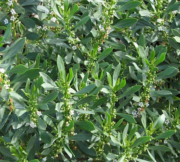 Myoporum insulare photo