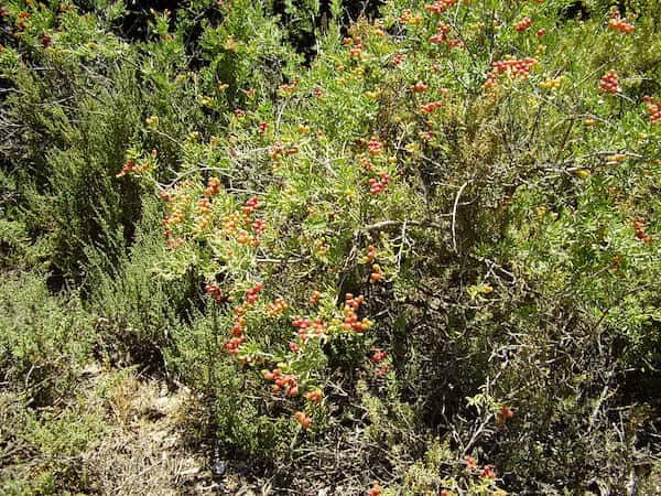 Nitraria billardierei photo