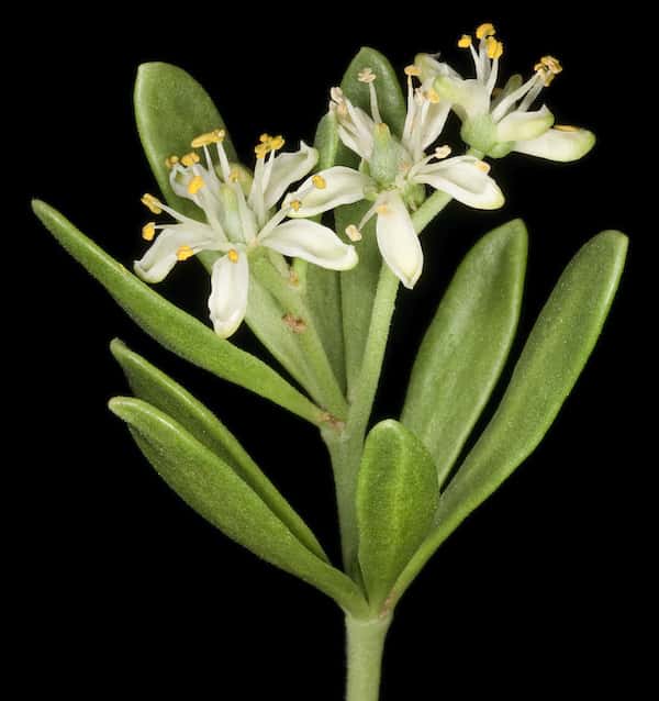 Nitraria billardierei photo