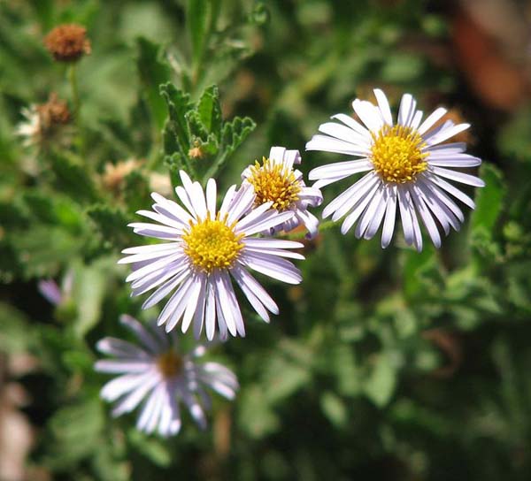 Olearia stuartii photo