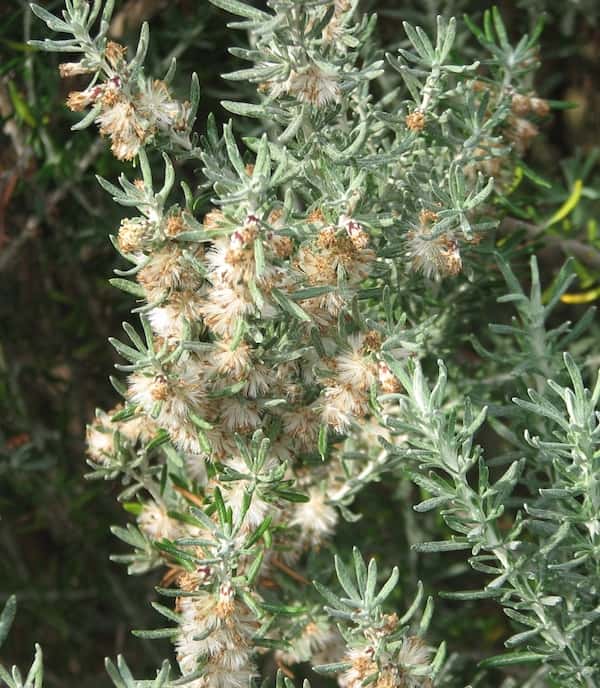 Olearia axillaris photo