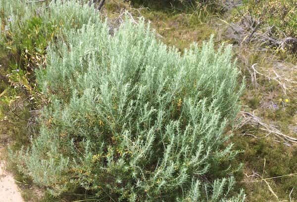 Olearia axillaris photo