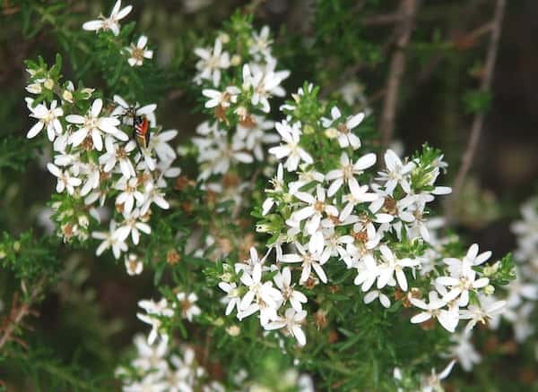 Olearia ramulosa photo